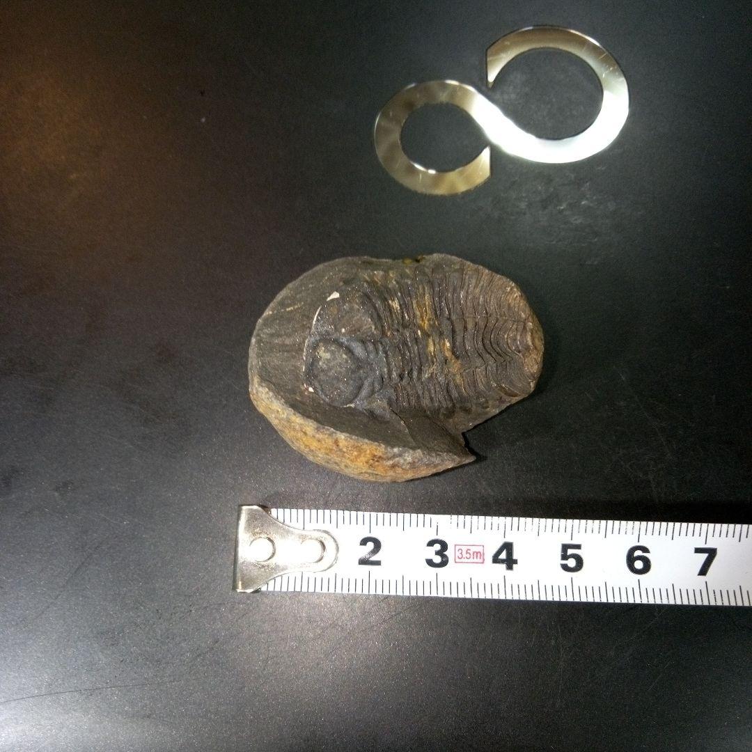三葉虫　化石　fossil　ボリビア産　トライロバイト　Fossil番号①