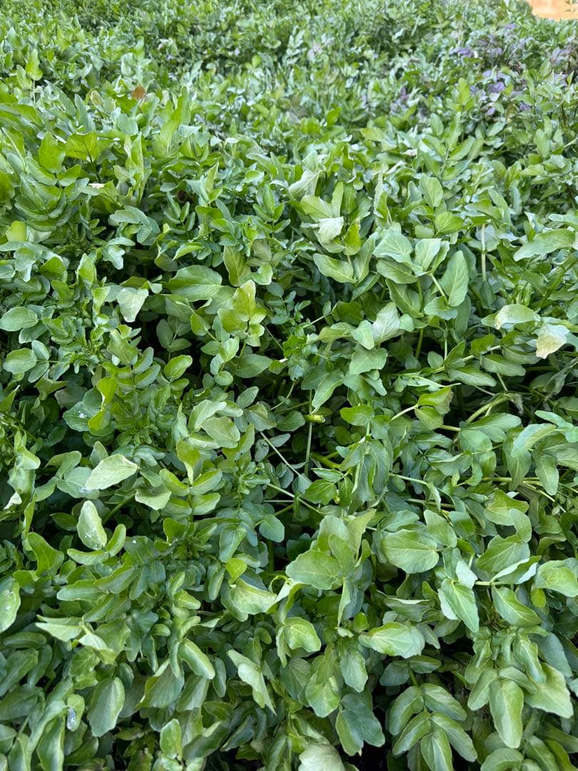 八百屋さんページ