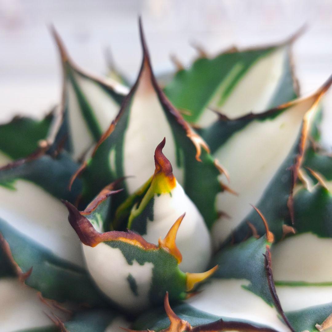 アガベ　チタノタ　太陽神錦 白中斑 トップうねり 子株付き