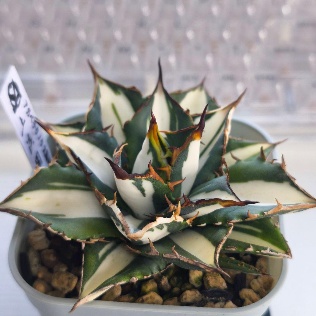 アガベ　チタノタ　太陽神錦 白中斑 トップうねり 子株付き