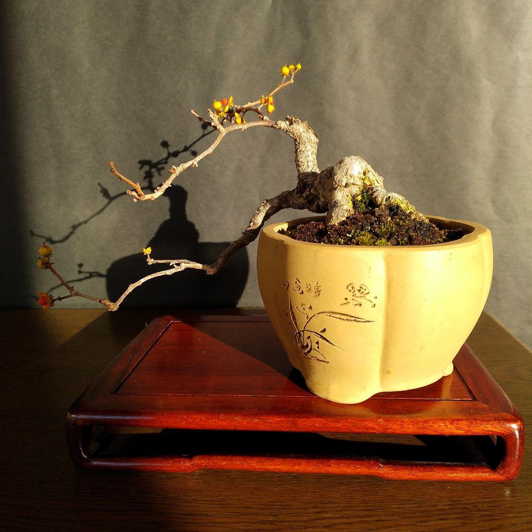 ツルウメモドキ