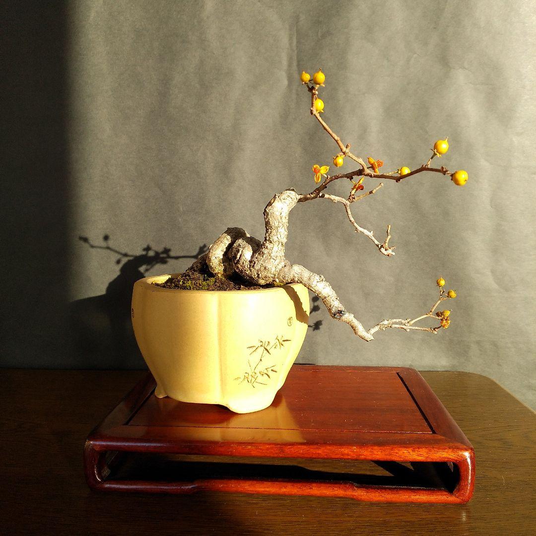 ツルウメモドキ