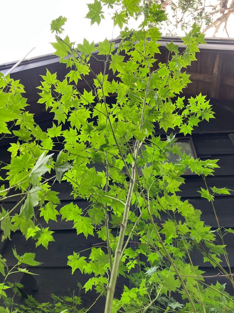 60 山採り　ヒナウチワカエデ