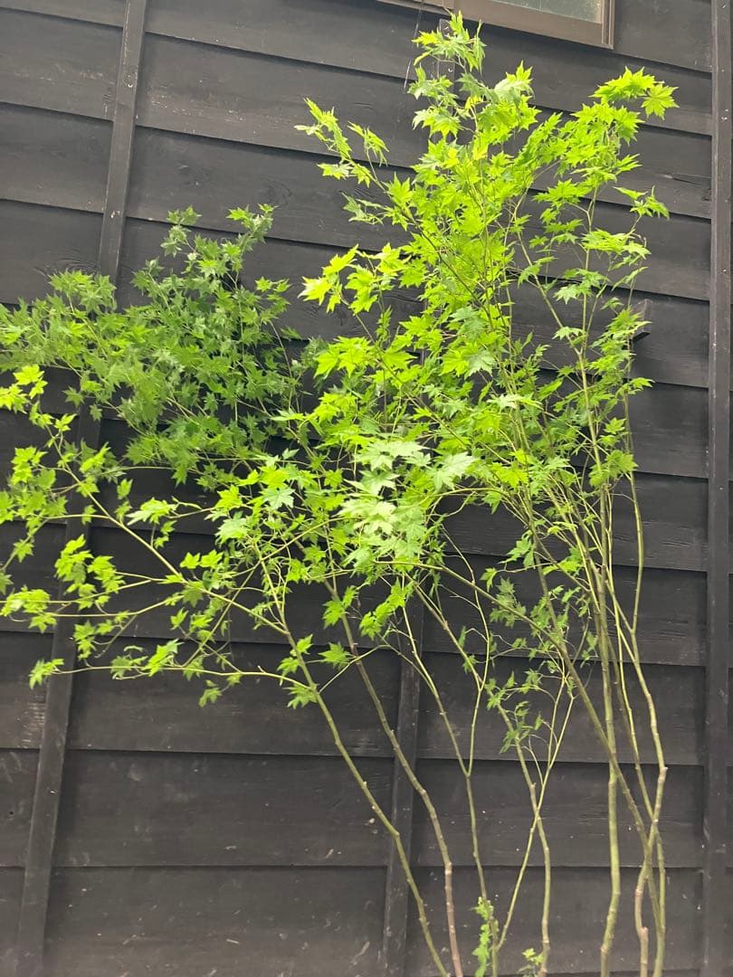 60 山採り　ヒナウチワカエデ