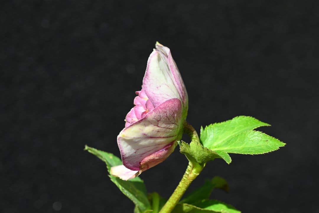 クリスマスローズ　最高級！認定アンティークモーリー メビウス交配 加藤農園