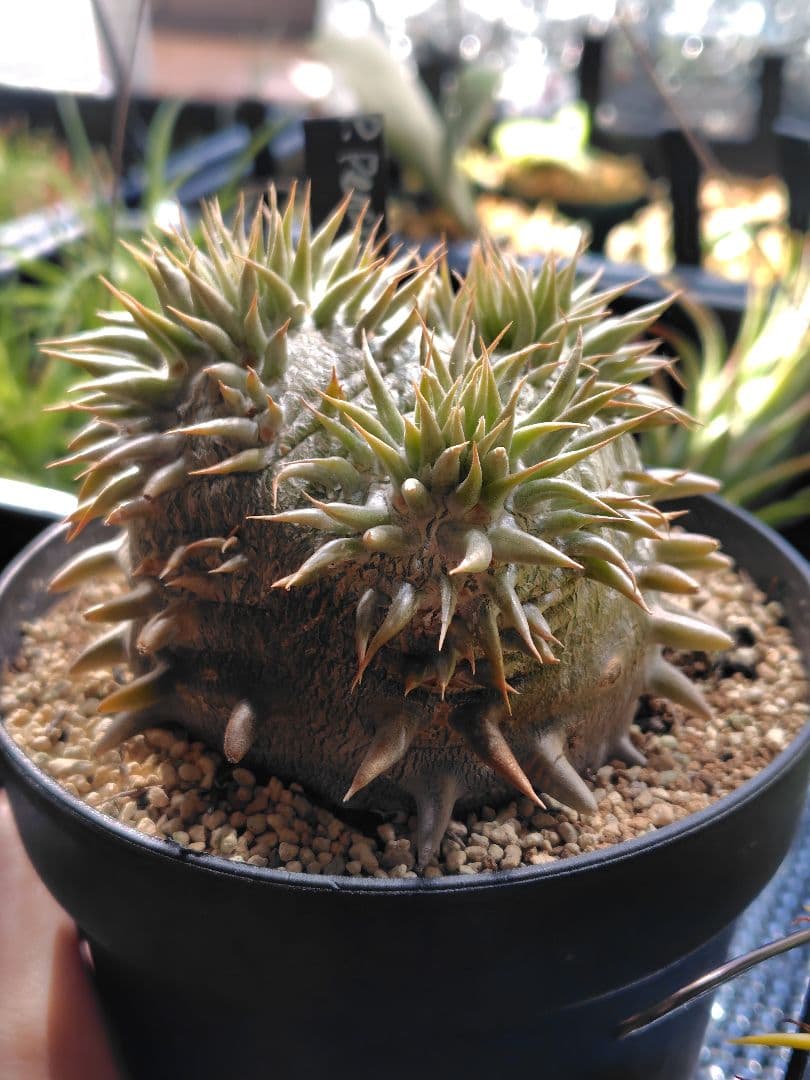 パキポディウム　恵比寿大黒