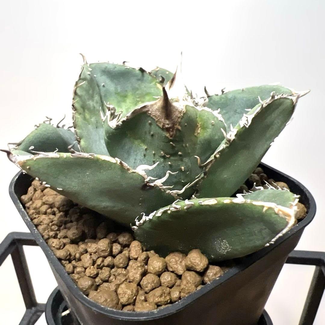 アガベ 鉢植発送 冰雹ブツブツ系 極上血統 超特選 スペシャル個体