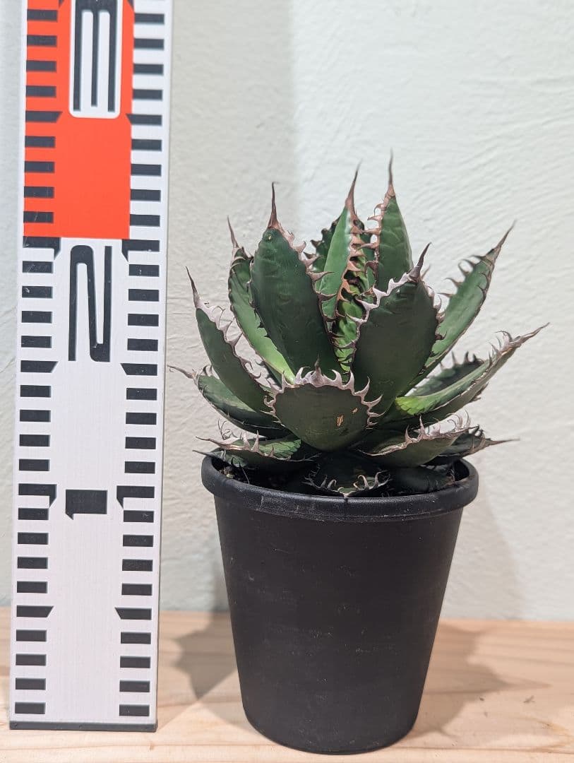 アガベ・ホリダ③　4号鉢　鋸歯が美しい人気種