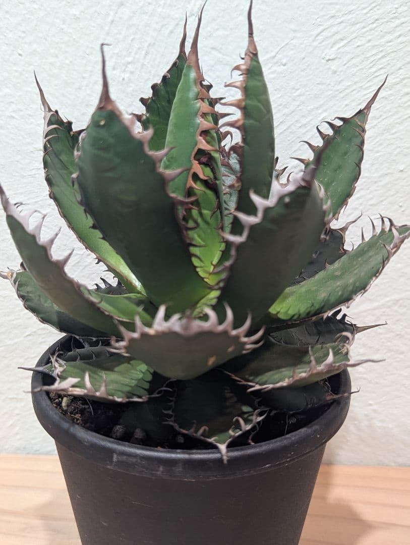 アガベ・ホリダ③　4号鉢　鋸歯が美しい人気種