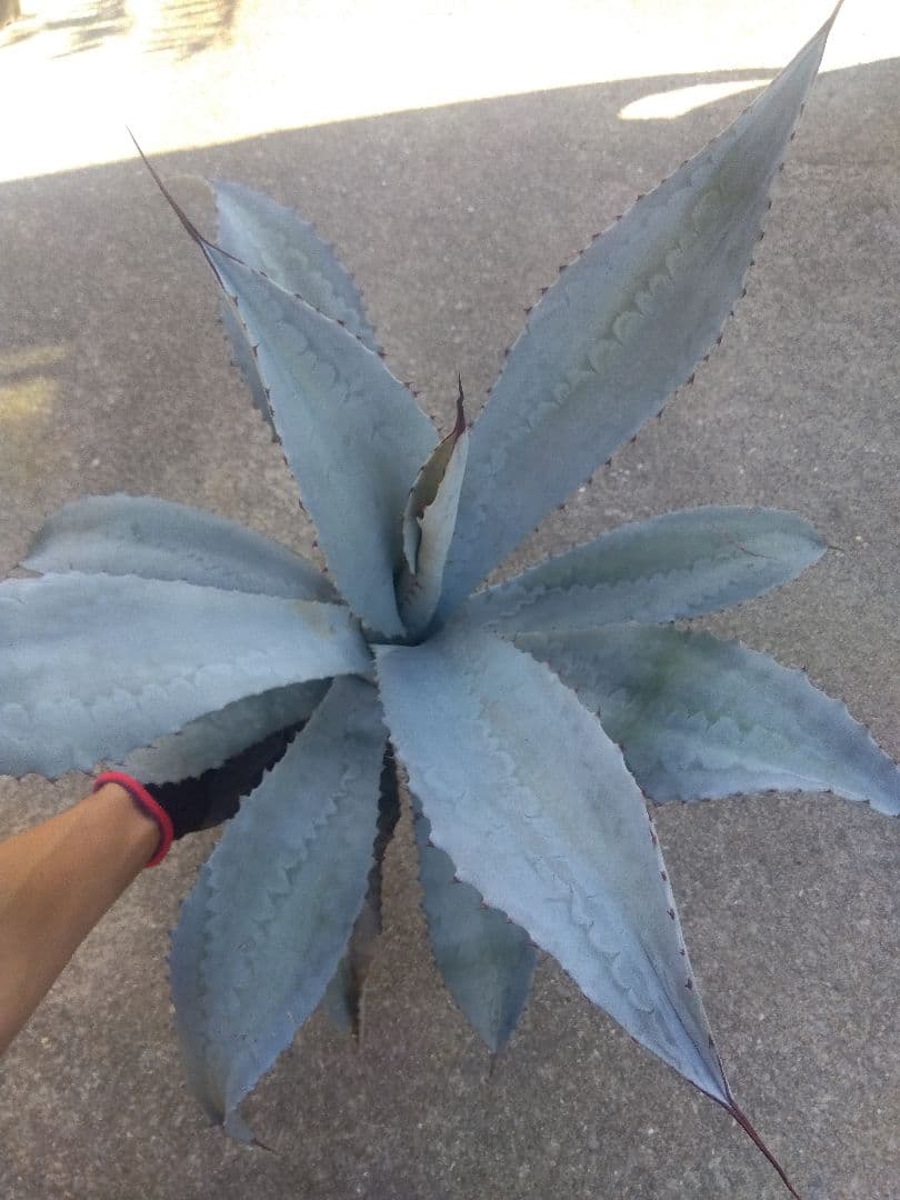 アガベ　フランゾシニー　大株カキコ60センチ❗　い