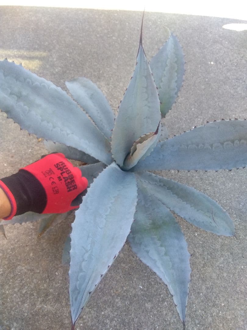 アガベ　フランゾシニー　大株カキコ60センチ❗　い