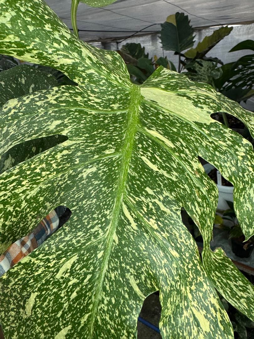 c*i様 5モンステラ　タイコンステレーション　スターライト