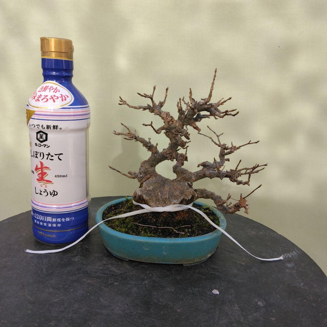 カエデ小品盆栽です。太幹です。 値下げしました。