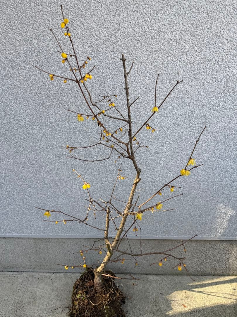 満月ロウバイ 特大株