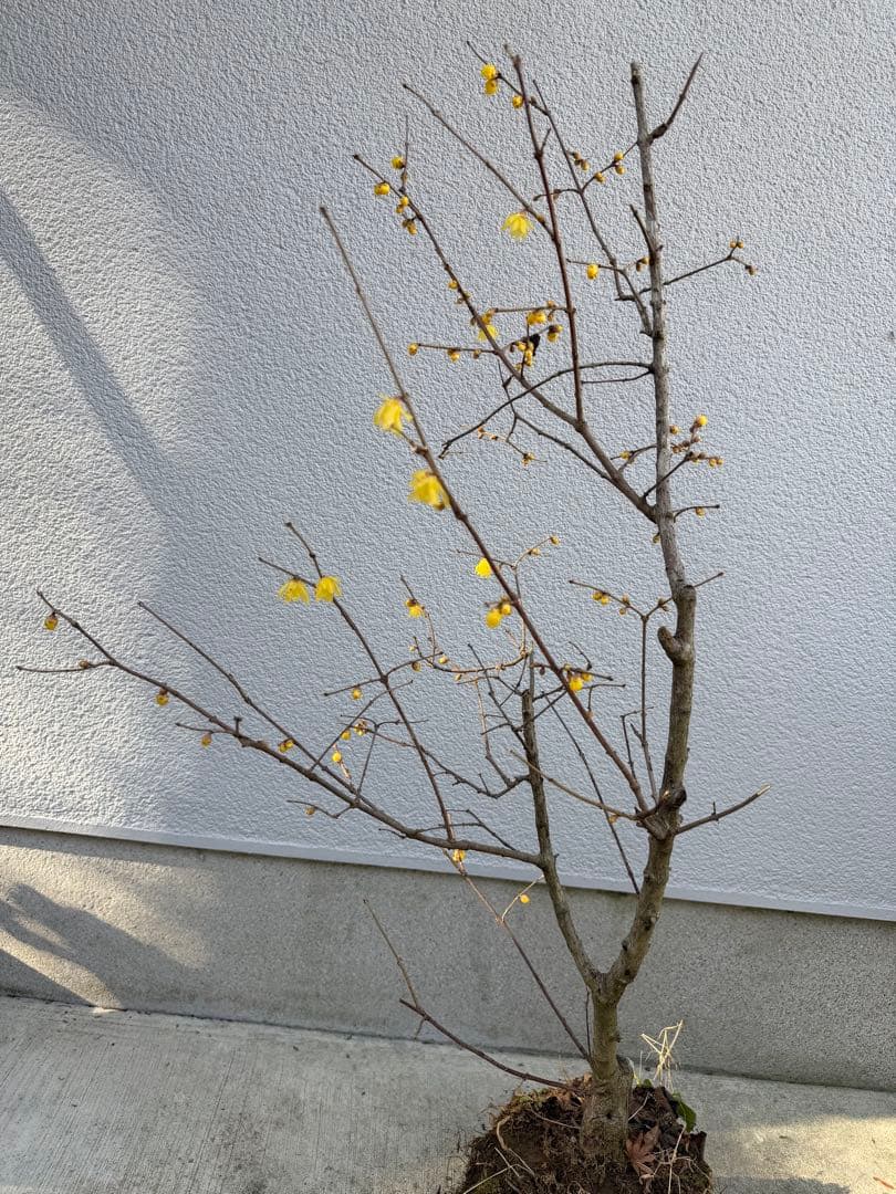 満月ロウバイ 特大株