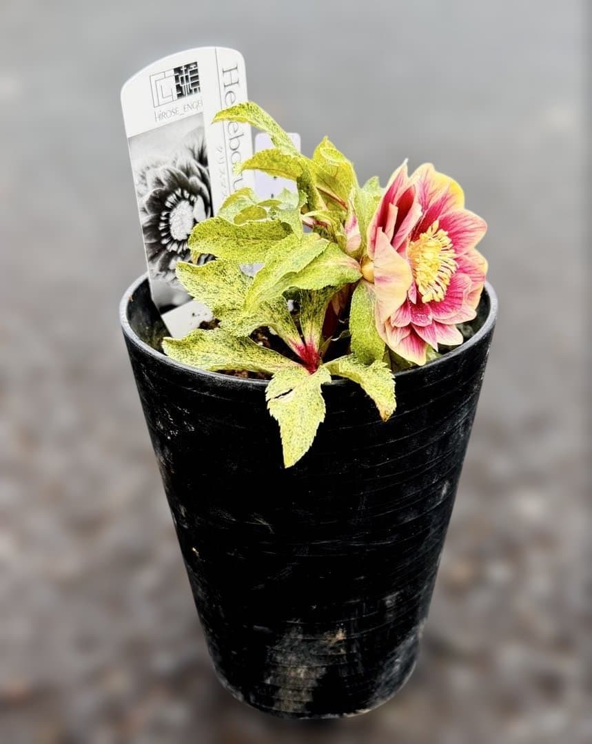 ★斑入り！美しいオーレア！紅ピンクソレイユ　ラベル付き★クリスマスローズ開花株