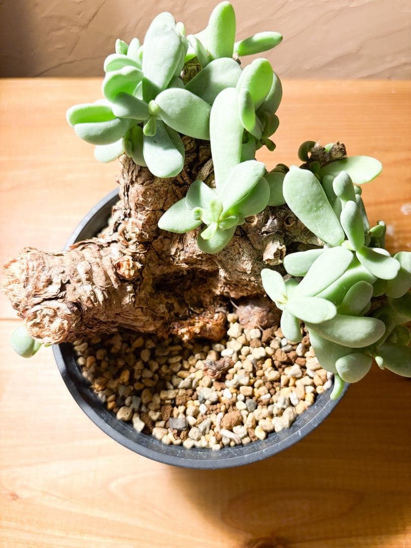 【良型変態株発根済み】ケラリア ピグマエア 冬型 鉢のまま発送