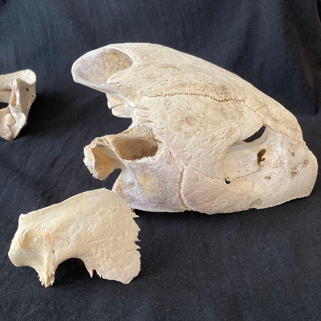 アカウミガメの頭骨、頸椎、クチバシ