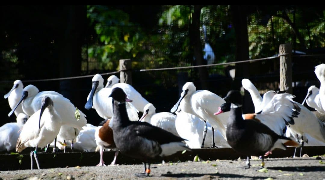 NIKON　D70s 広角から望遠まで　初心者⚡️ニコン⚡️一眼レフ