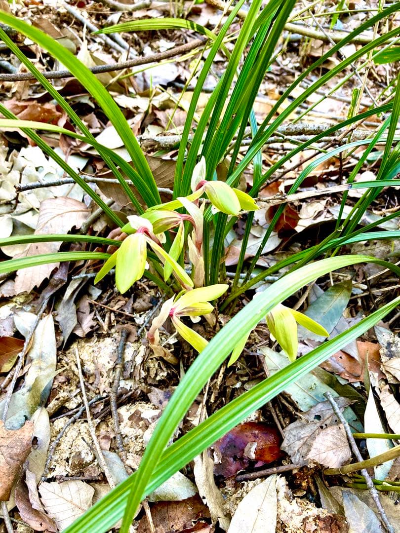 【春蘭＊開花株＊5つの可憐なお花が咲いています】天然/野生/里山自生/山野草