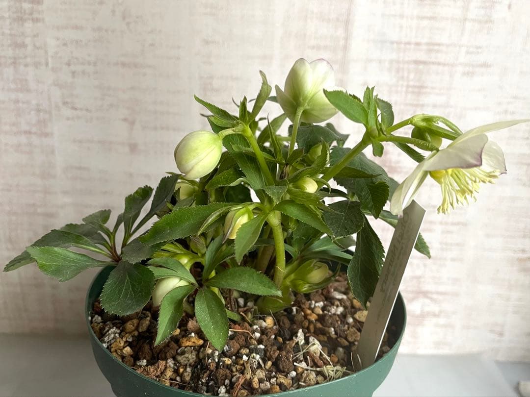 デュメトラム交配　大木ナーサリー　ss.ホワイト