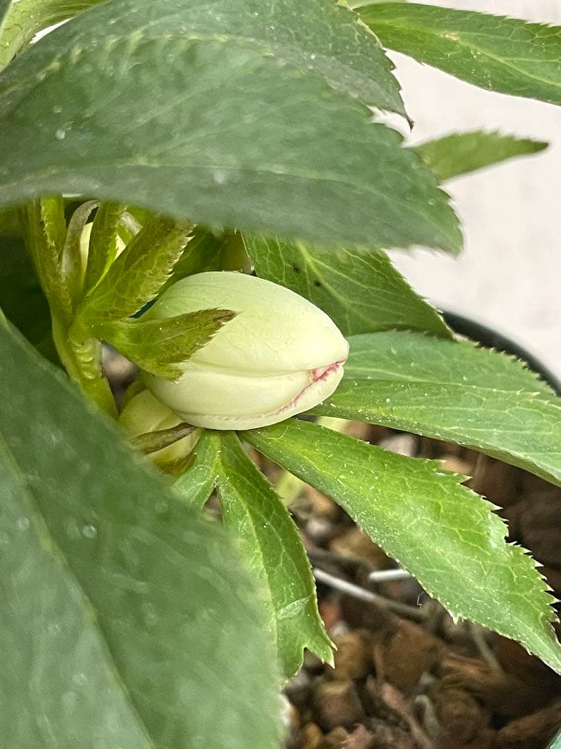 デュメトラム交配　大木ナーサリー　ss.ホワイト