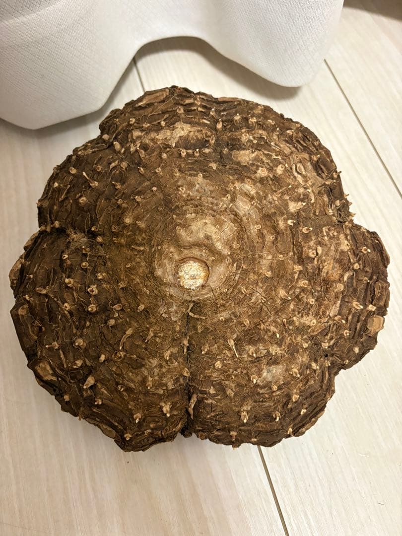 メキシコ亀甲竜 レア Dioscorea mexicana 現地株 大株 未発根