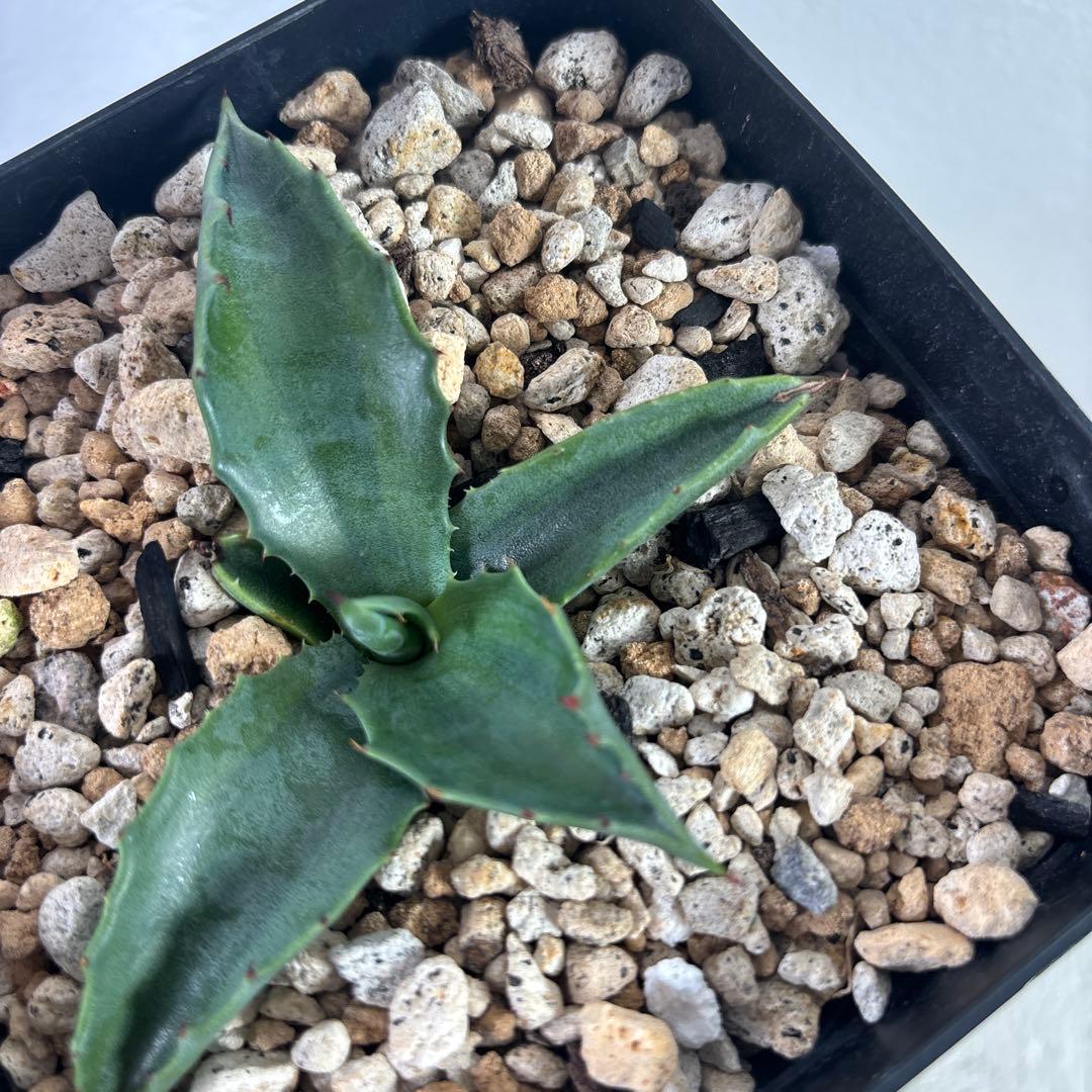 アガベ　フェロックス グリーンゴブレット錦　子株　カキコ　地植え