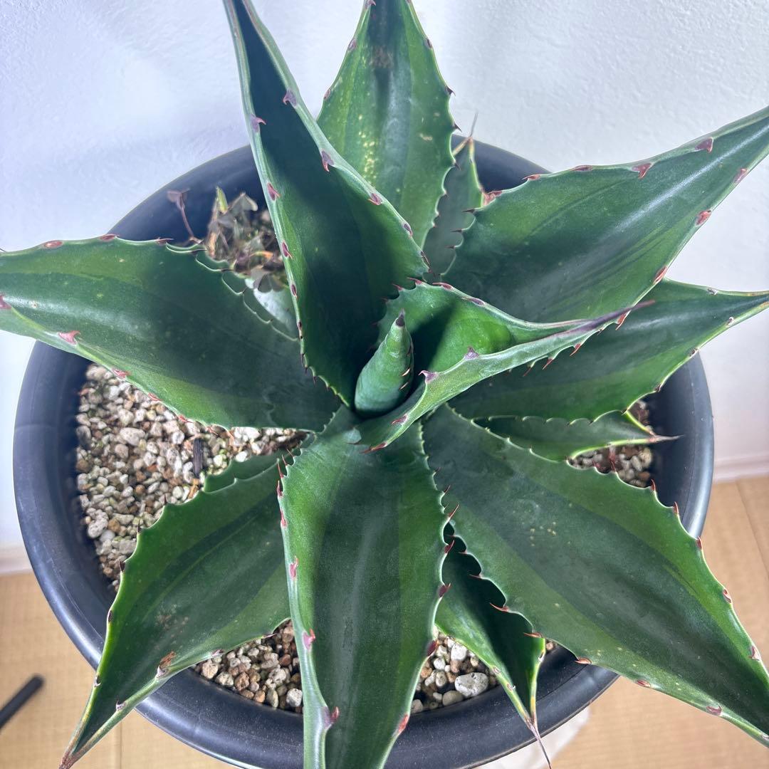 アガベ　フェロックス グリーンゴブレット錦　子株　カキコ　地植え