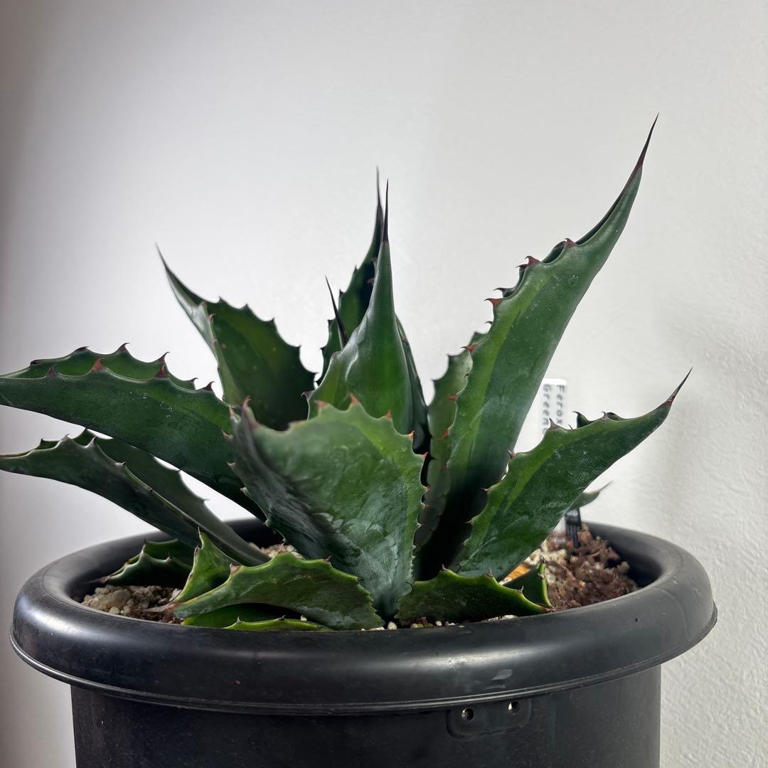 アガベ　フェロックス グリーンゴブレット錦　子株　カキコ　地植え