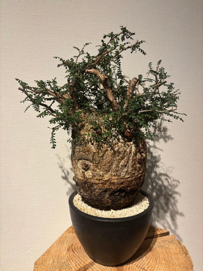 ソウルフル　オペルクリカリア　パキプス　塊根