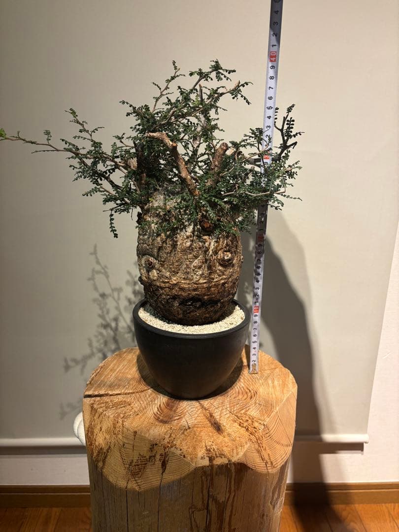 ソウルフル　オペルクリカリア　パキプス　塊根