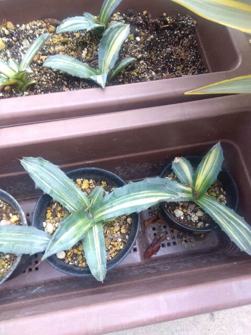 nochida587　フェロックス錦 11株