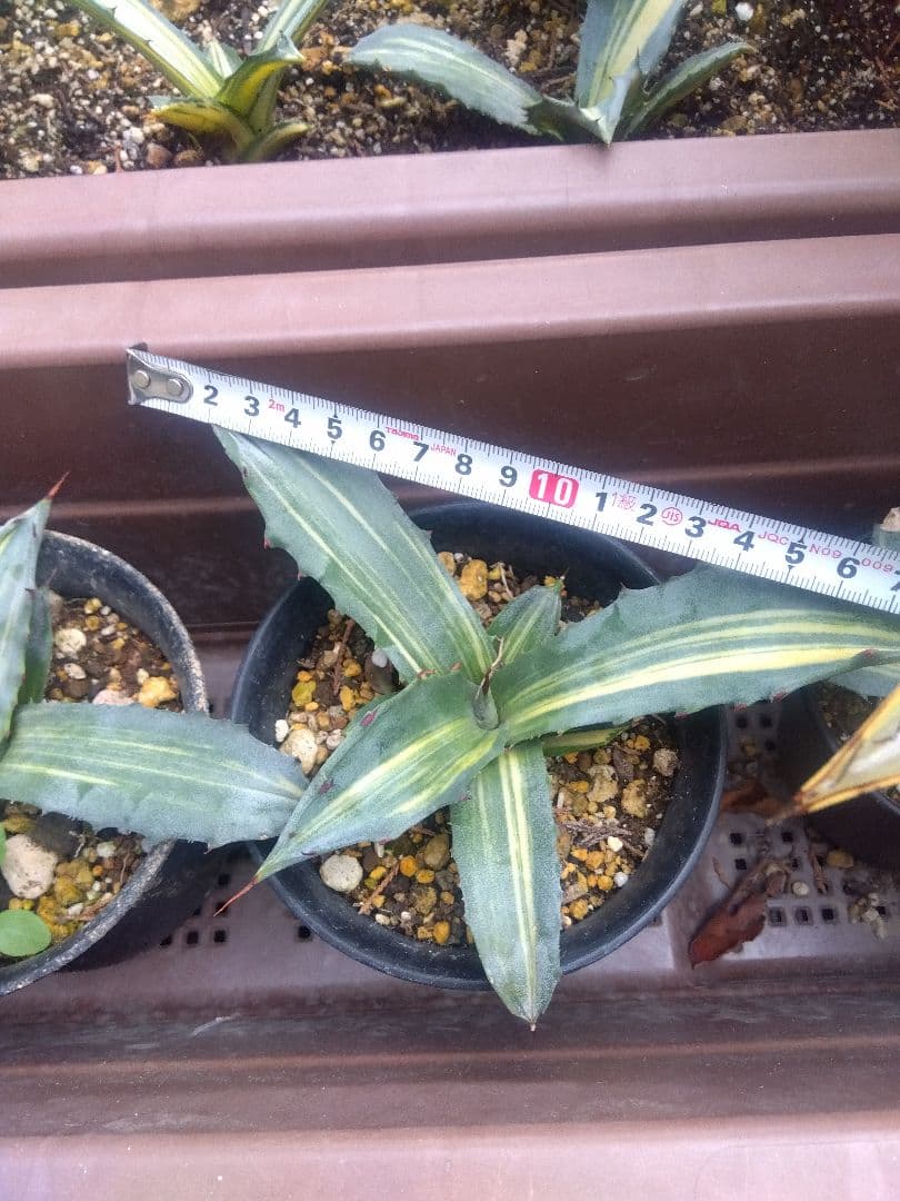 nochida587　フェロックス錦 11株