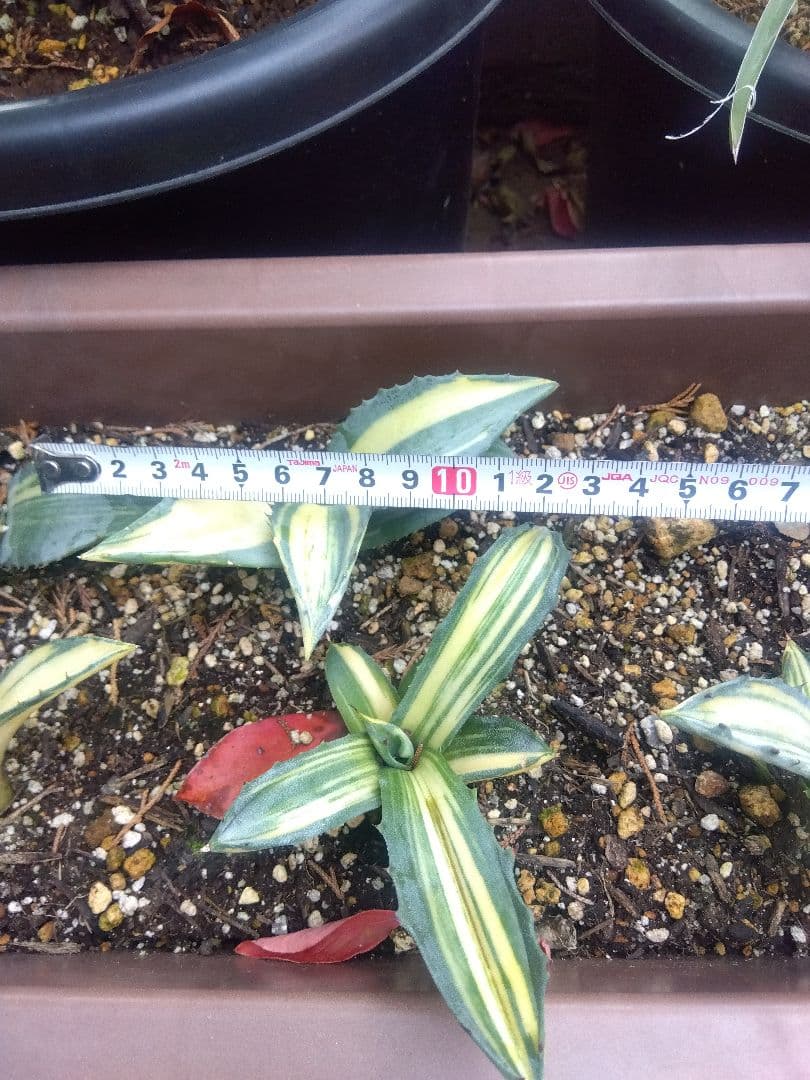 nochida587　フェロックス錦 11株