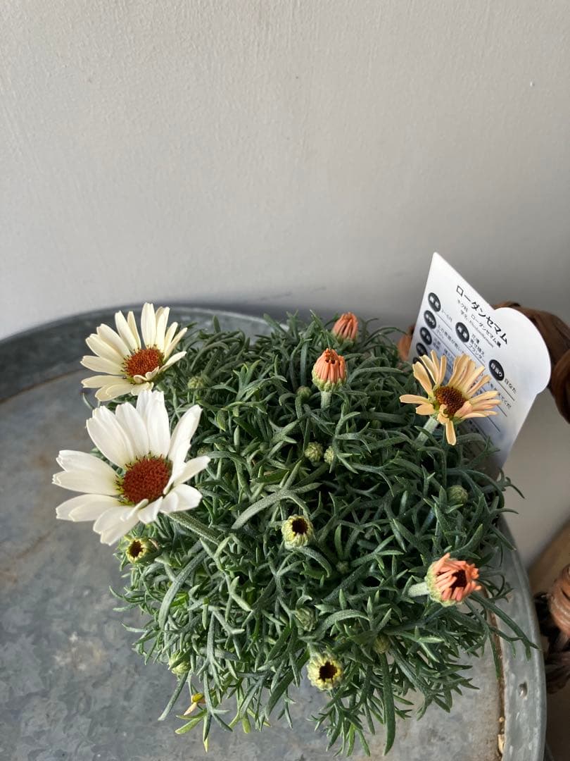 【専用】ローダンセマム　マーズ① 、その他