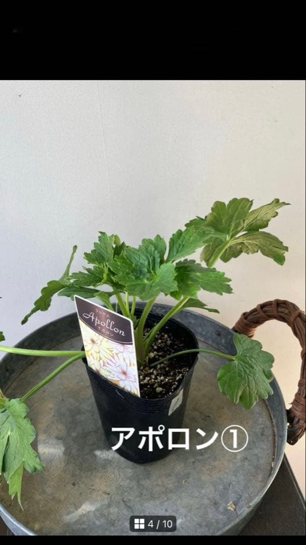 【専用】ローダンセマム　マーズ① 、その他