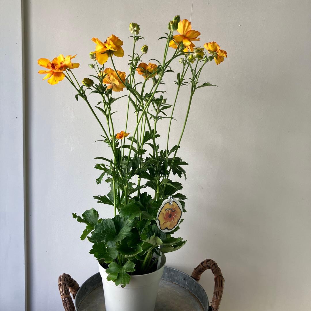 【専用】ローダンセマム　マーズ① 、その他