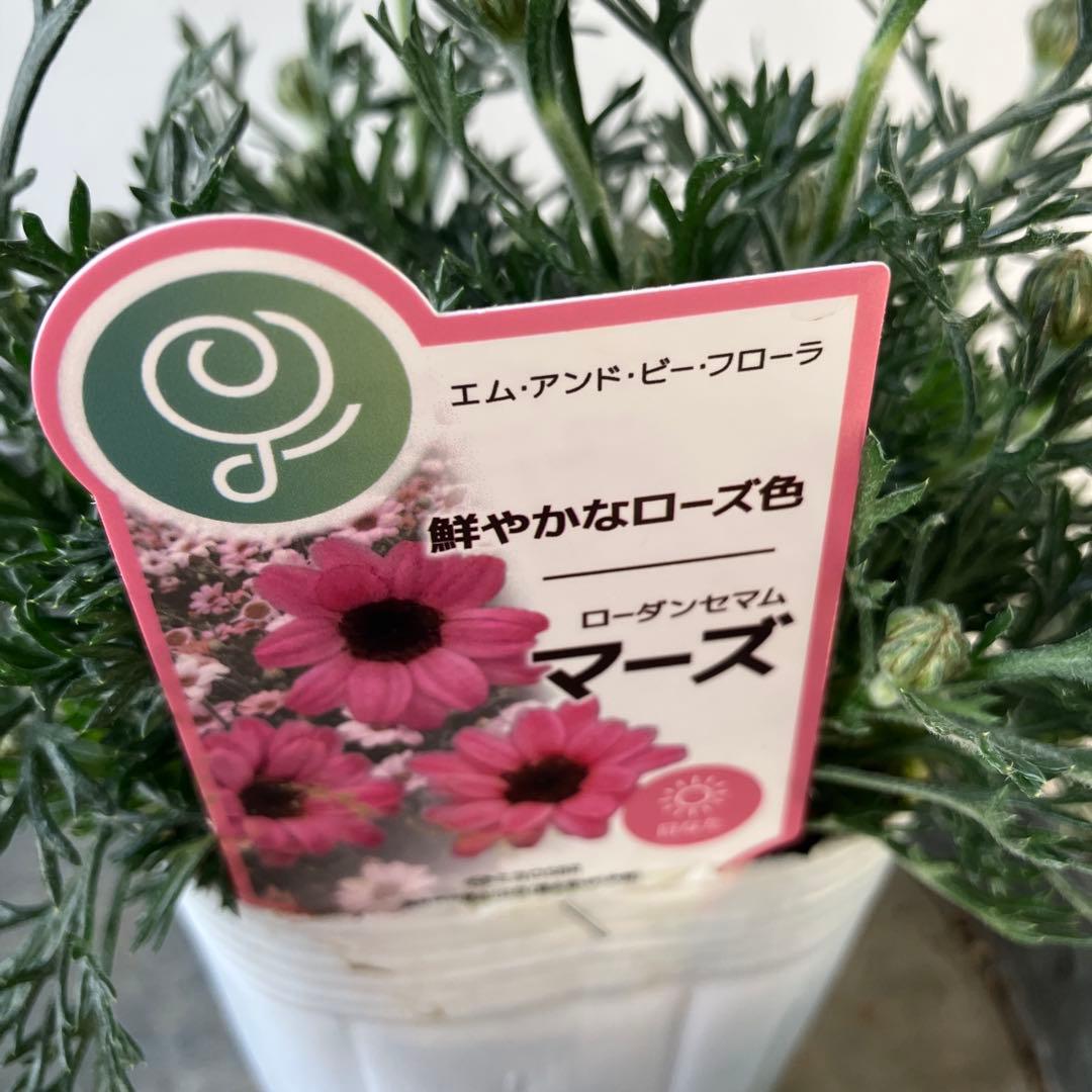 【専用】ローダンセマム　マーズ① 、その他