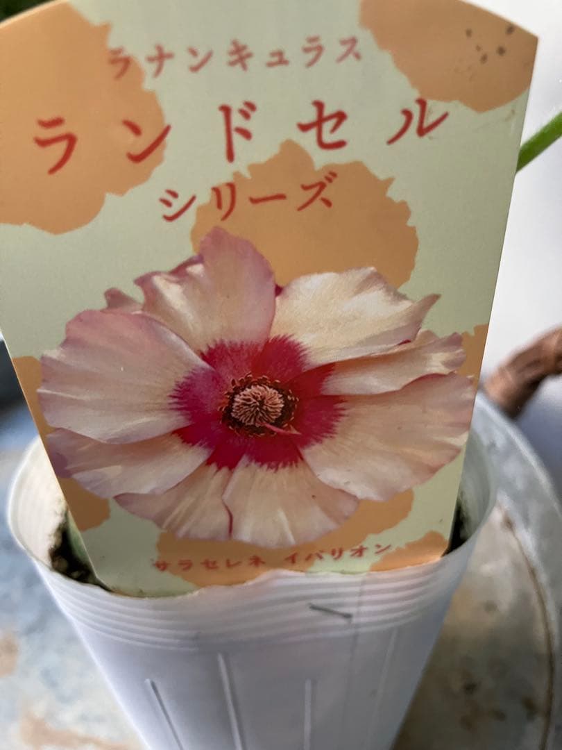 【専用】ローダンセマム　マーズ① 、その他