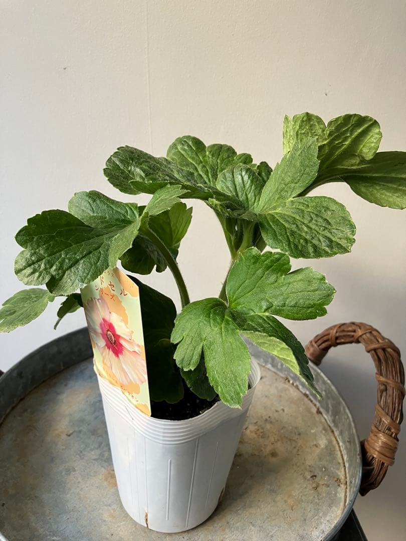 【専用】ローダンセマム　マーズ① 、その他