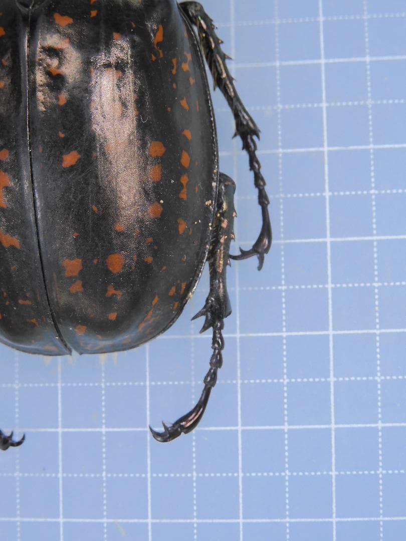 標本 Tibet Cheirotonusmacleayi 59mm