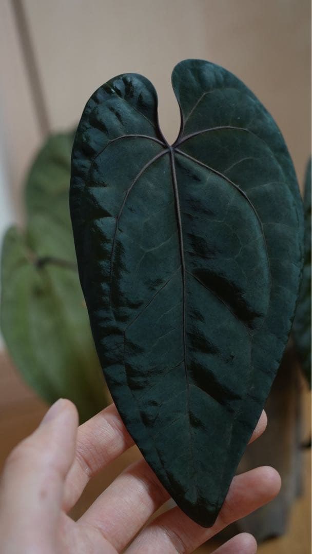 AnthuriumAOSアンスリウムエースオブスペード③