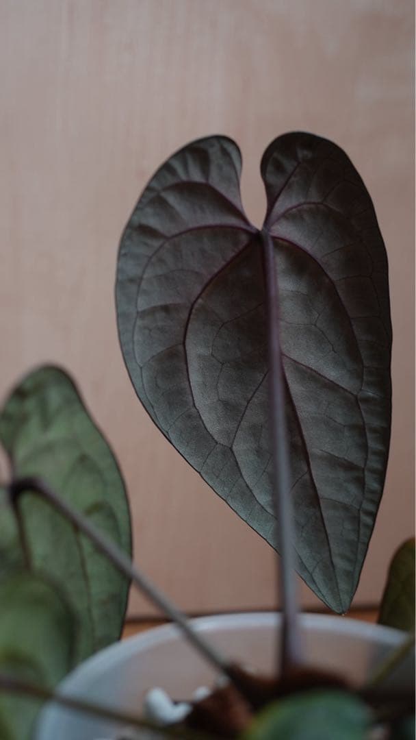 AnthuriumAOSアンスリウムエースオブスペード③