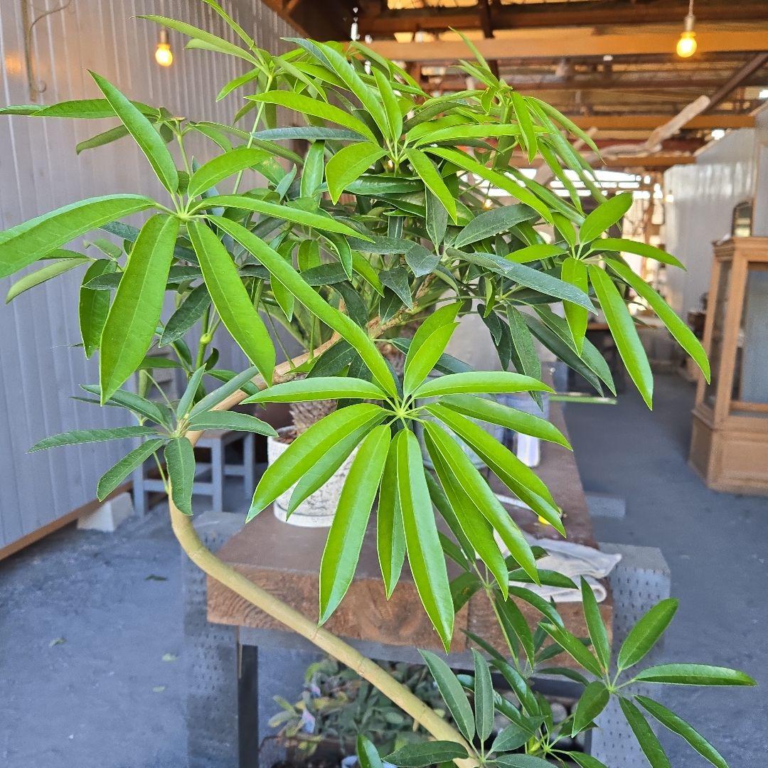 ⑥　シェフレラ　アンガスフォリア　曲がり仕立て　8号　特大苗木最高等級極上品‼️