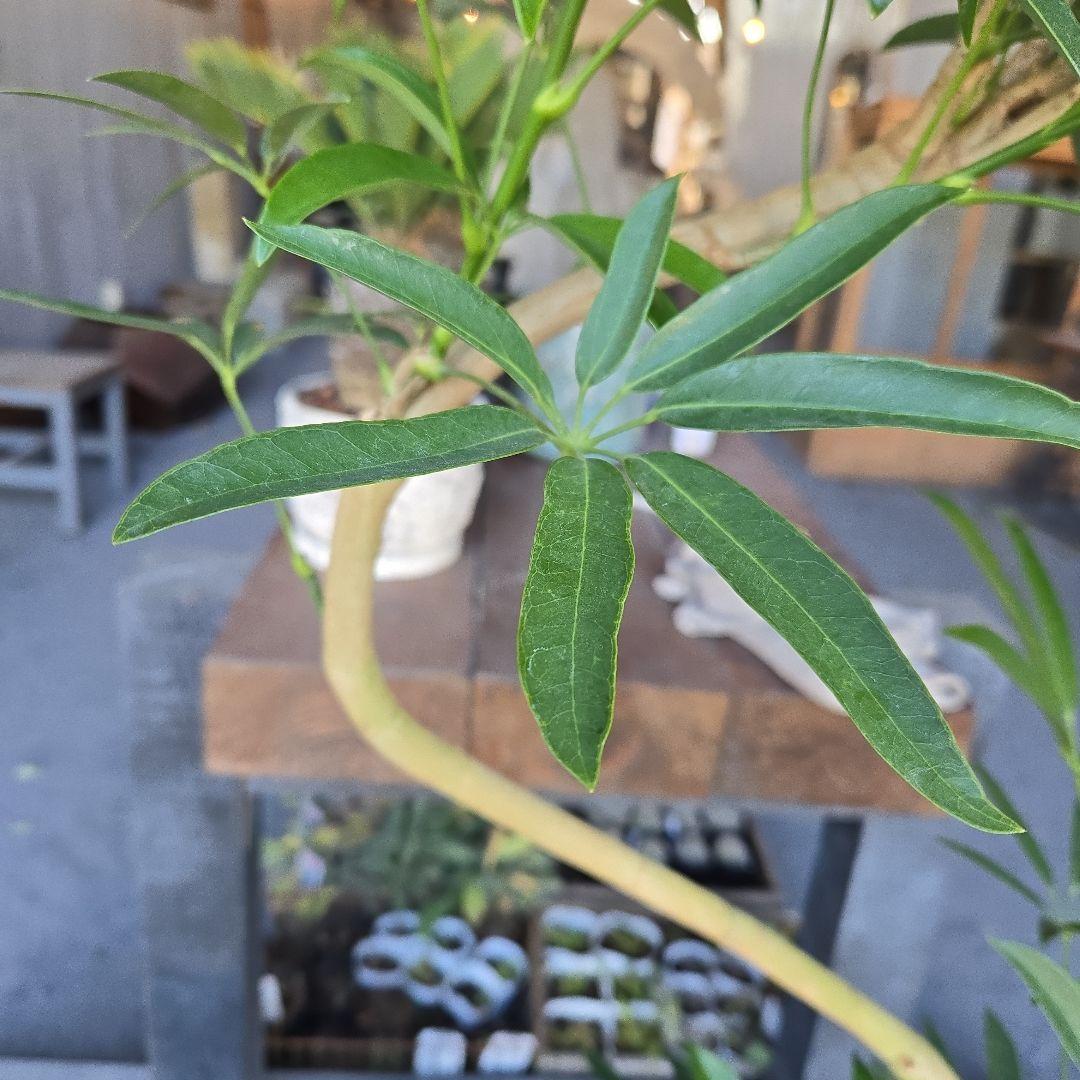 ⑥　シェフレラ　アンガスフォリア　曲がり仕立て　8号　特大苗木最高等級極上品‼️