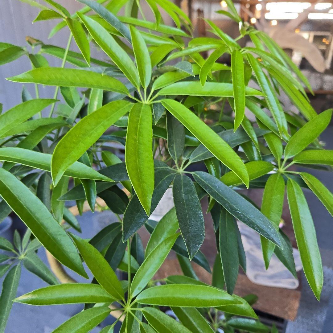 ⑥　シェフレラ　アンガスフォリア　曲がり仕立て　8号　特大苗木最高等級極上品‼️