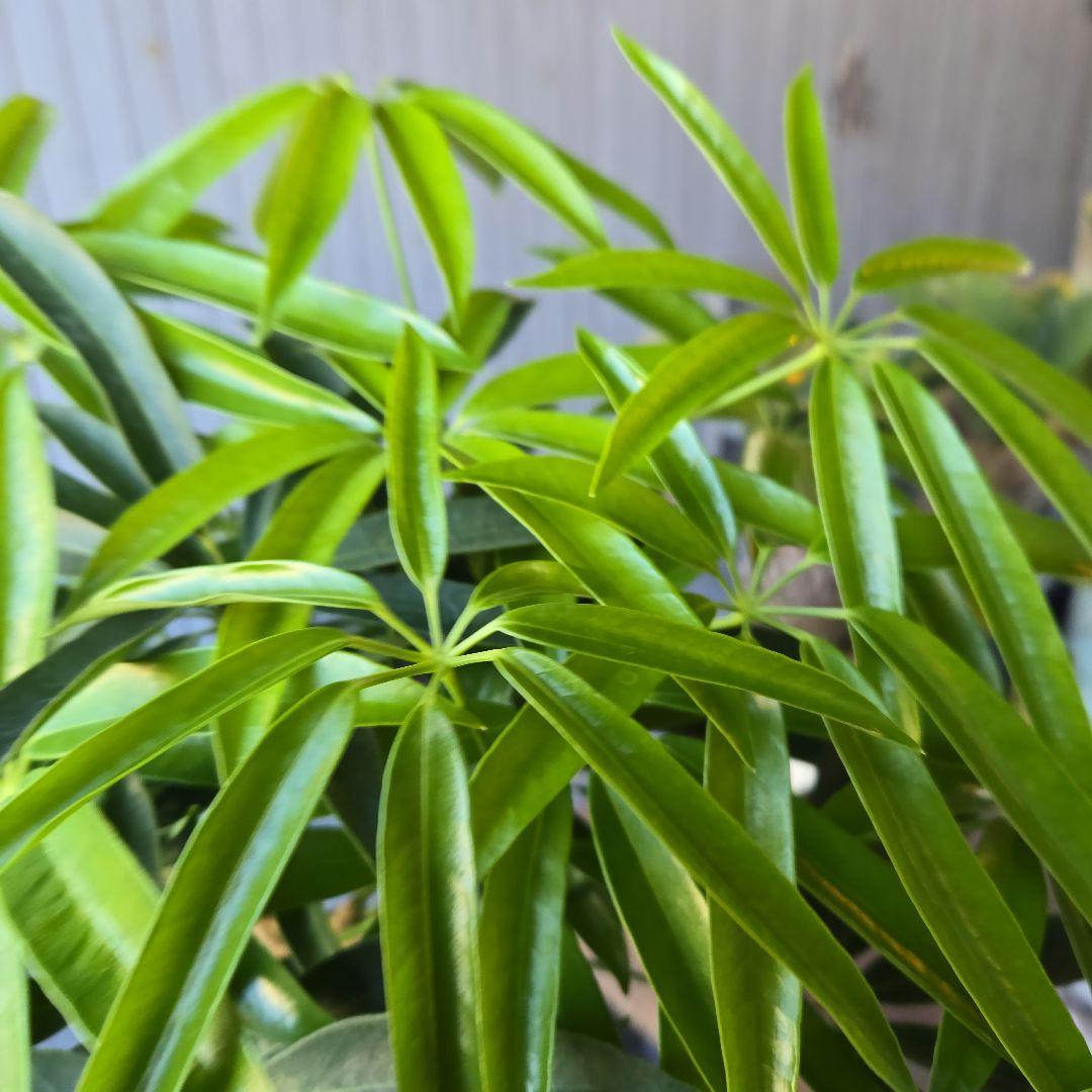 ⑥　シェフレラ　アンガスフォリア　曲がり仕立て　8号　特大苗木最高等級極上品‼️