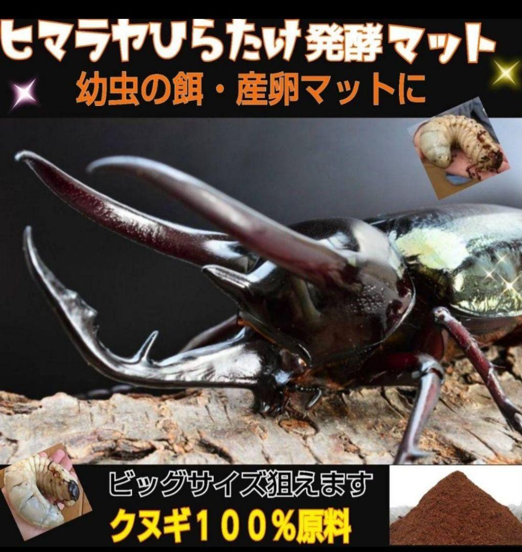 ヒマラヤひらたけ発酵カブトムシマット【60L】雑虫がわかない！幼虫の餌、産卵にも