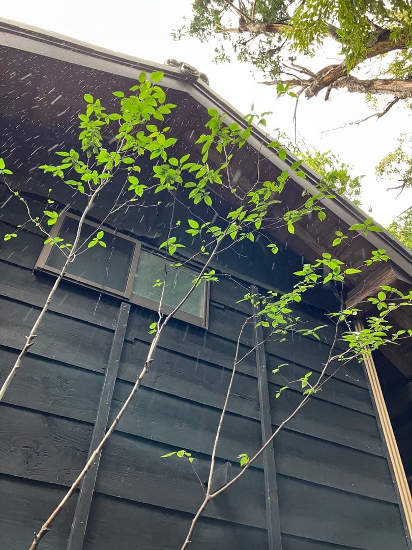 70 希少　山採り　ザイフリボク